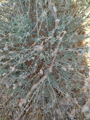 Anthyllis cytisoides