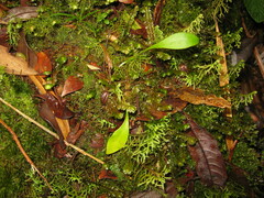 Utricularia unifolia