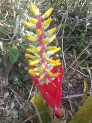Aechmea nudicaulis