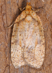 Agonopterix pulvipennella