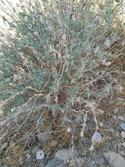 Anthyllis cytisoides