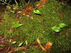 Utricularia unifolia