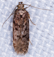 Chionodes formosella
