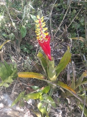 Aechmea nudicaulis