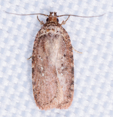 Agonopterix pulvipennella