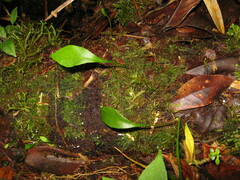 Utricularia unifolia
