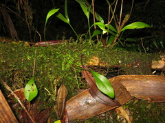 Utricularia unifolia