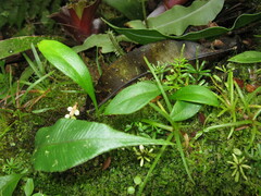 Utricularia unifolia