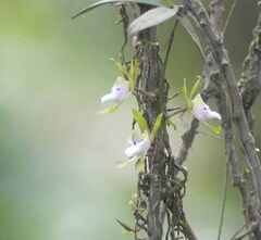 Sarcochilus australis
