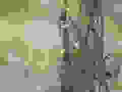 Sarcochilus australis