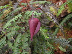 Utricularia unifolia