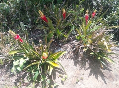 Aechmea nudicaulis