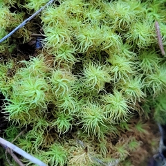 Tortella tortuosa