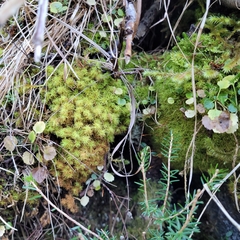 Tortella tortuosa