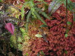 Utricularia unifolia