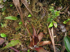 Utricularia unifolia
