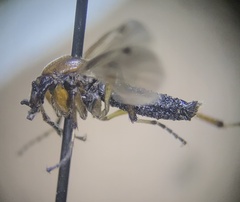Bibio articulatus