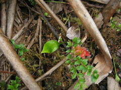 Utricularia unifolia