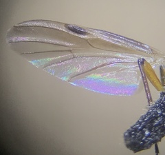 Bibio articulatus