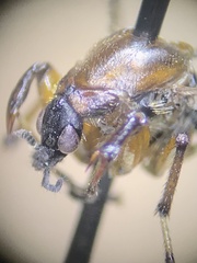 Bibio articulatus