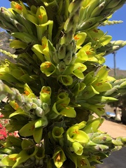 Puya chilensis