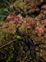 Utricularia unifolia