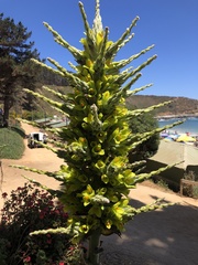 Puya chilensis