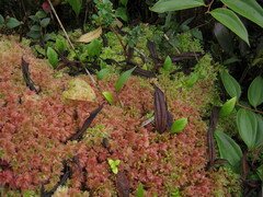 Utricularia unifolia