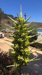 Puya chilensis