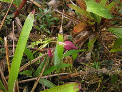 Utricularia unifolia