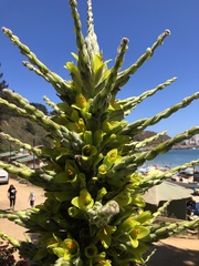 Puya chilensis