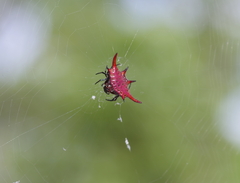 Gasteracantha sanguinolenta