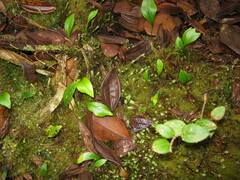 Utricularia unifolia