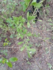 Magnoliopsida