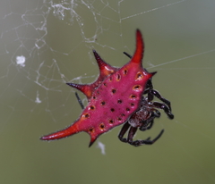 Gasteracantha sanguinolenta