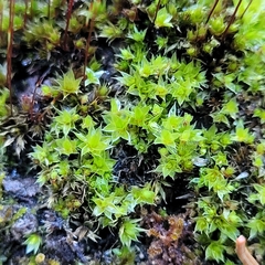 Ptychostomum capillare