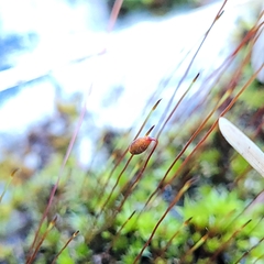 Ptychostomum capillare