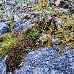 Ptychostomum capillare