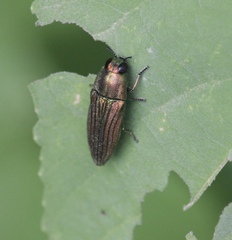 Agaeocera