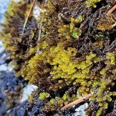 Campylophyllum halleri
