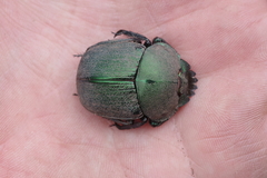 Kheper vanderkelleni