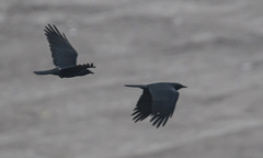 Corvus imparatus