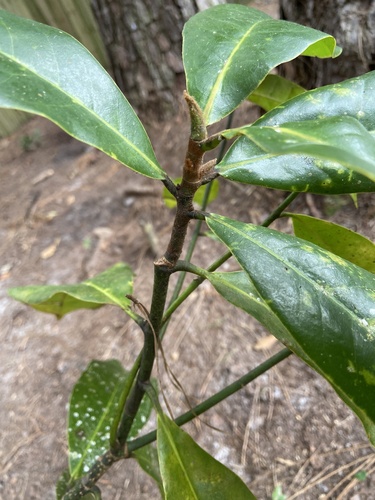 Magnolia grandiflora