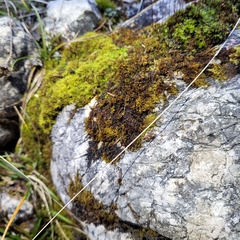 Campylophyllum halleri