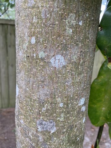 Magnolia grandiflora