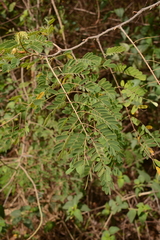 Biancaea decapetala