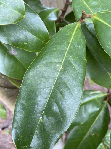 Magnolia grandiflora
