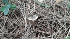 Lepiota griseovirens