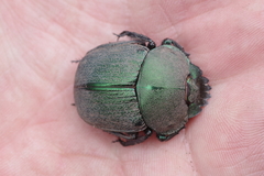 Kheper vanderkelleni