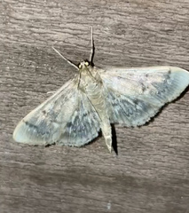 Herpetogramma aeglealis